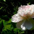 Chinese Peony