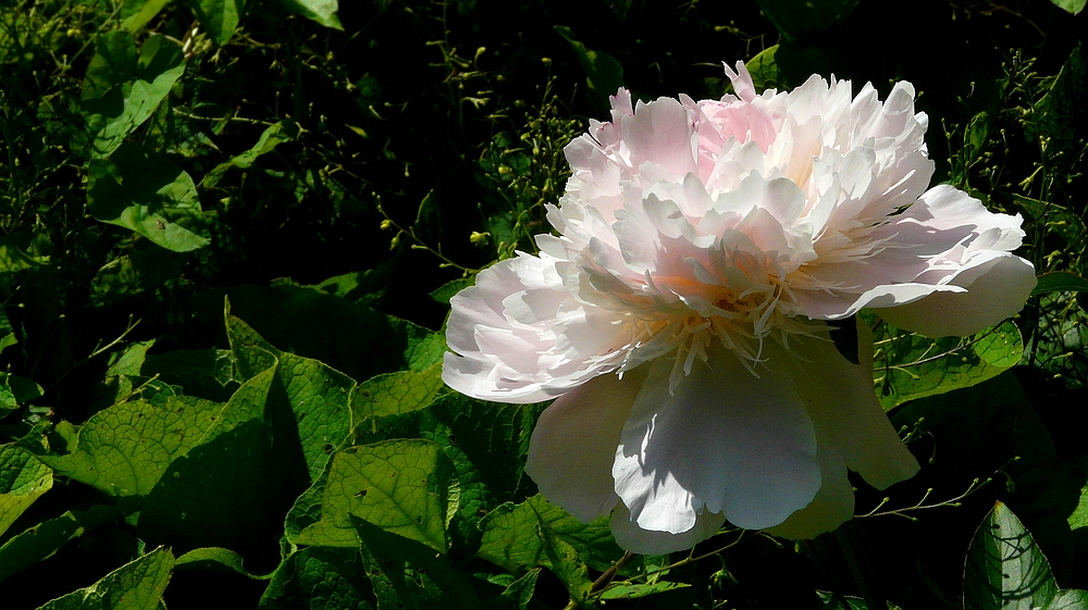 Chinese Peony