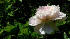 Chinese Peony