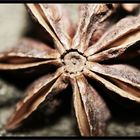 ~chinese star anise~