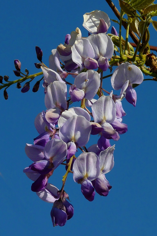 Chinese Wisteria