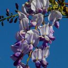 Chinese Wisteria