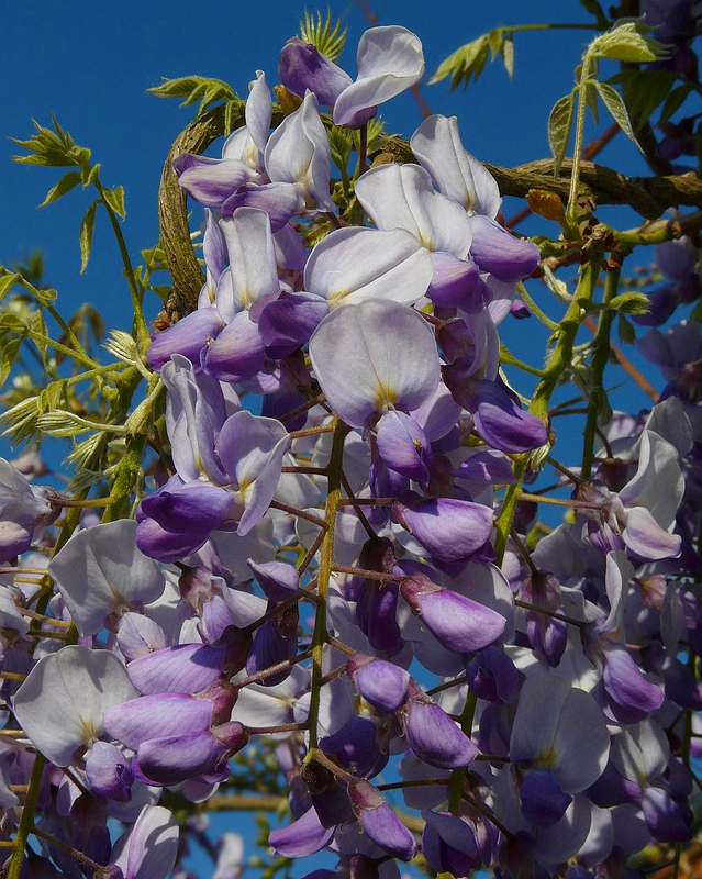 Chinese Wisteria