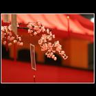 Chinese Year Eve : Sakura on The Red Roof