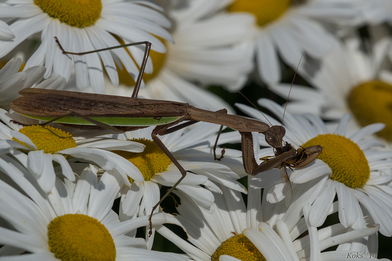 Chinesen-Mantis