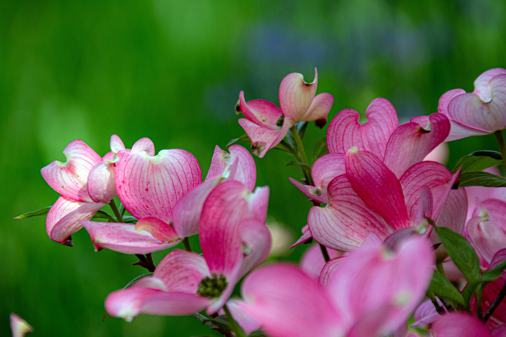 Chinesicher Blumenhartriegel