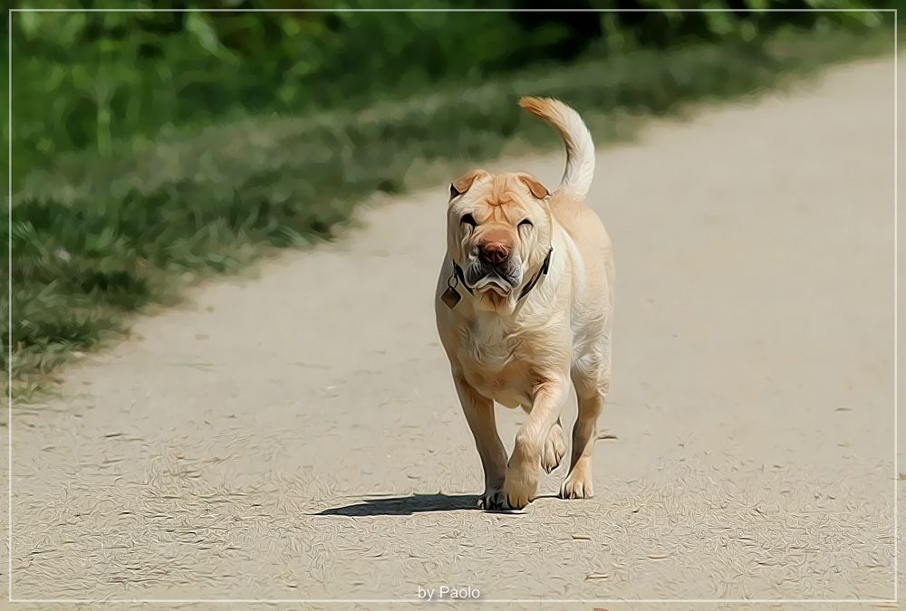 chinesicher Faltenhund