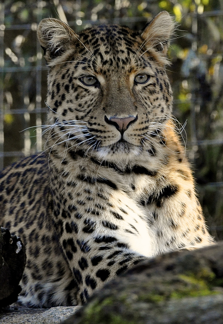 Chinesicher Leopard