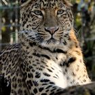 Chinesicher Leopard