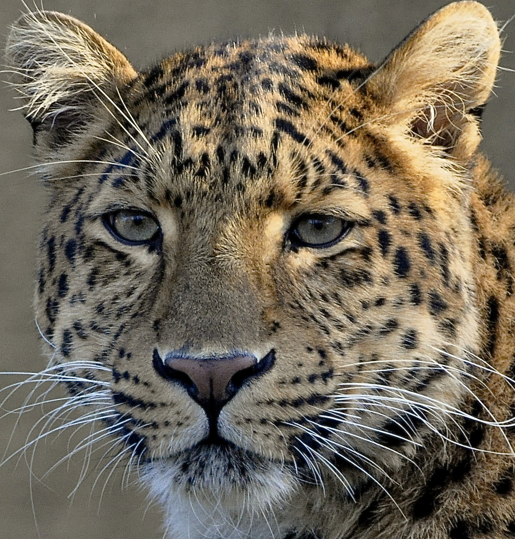 Chinesicher Leopard