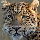 Chinesicher Leopard