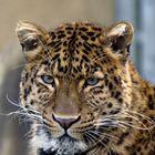 Chinesicher Leopard