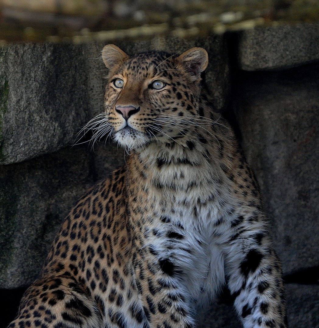 Chinesicher Leopard Julius in voller Schönheit