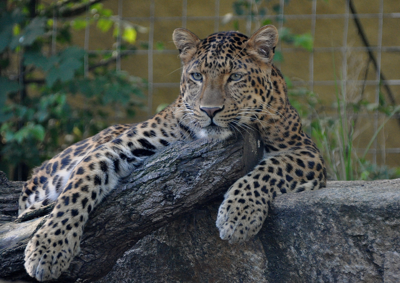 Chinesicher Leopard lässig