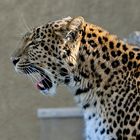 Chinesicher Leopard Seitenansicht