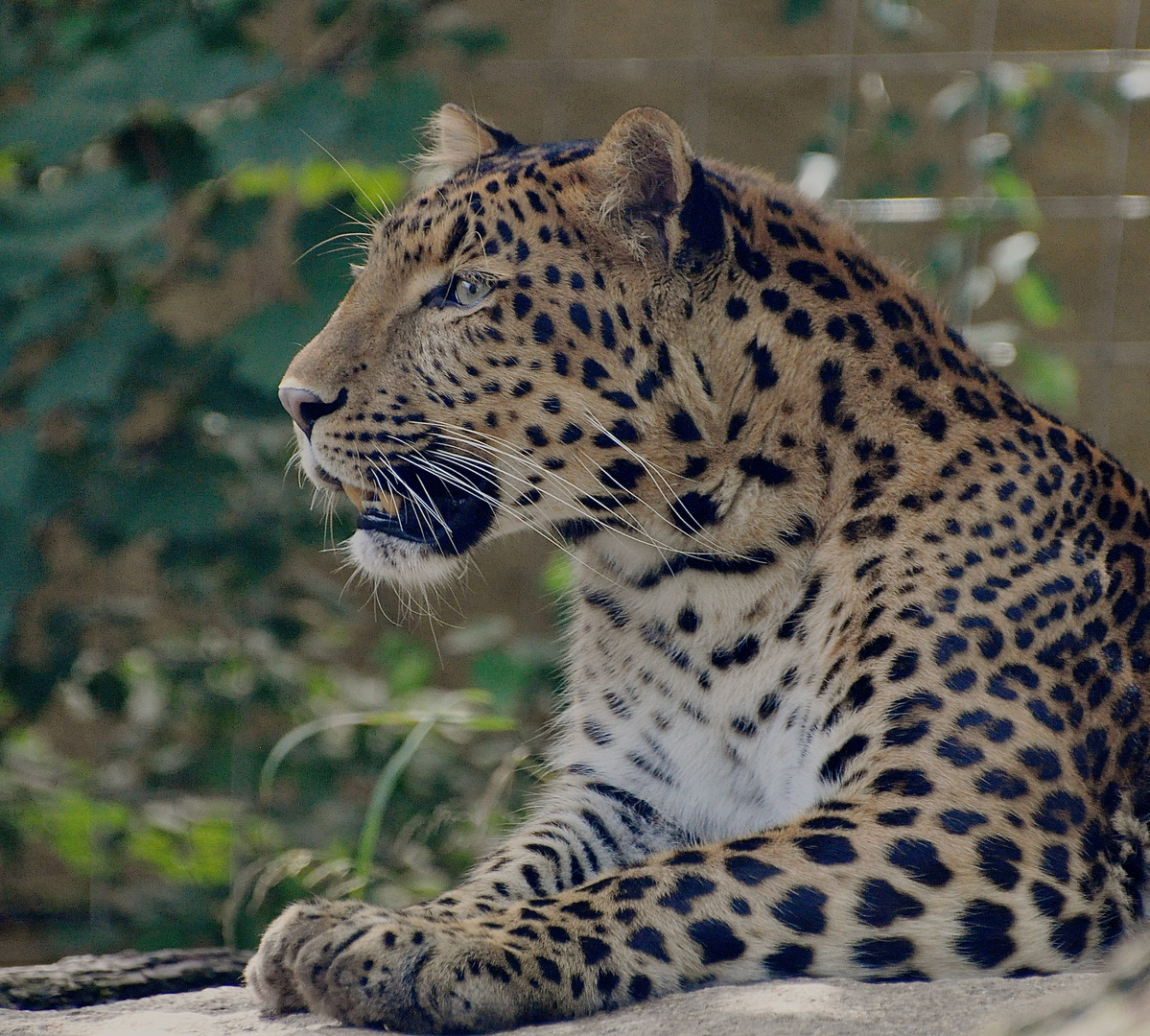 Chinesicher Leopard Seitenprofil