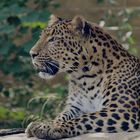 Chinesicher Leopard Seitenprofil