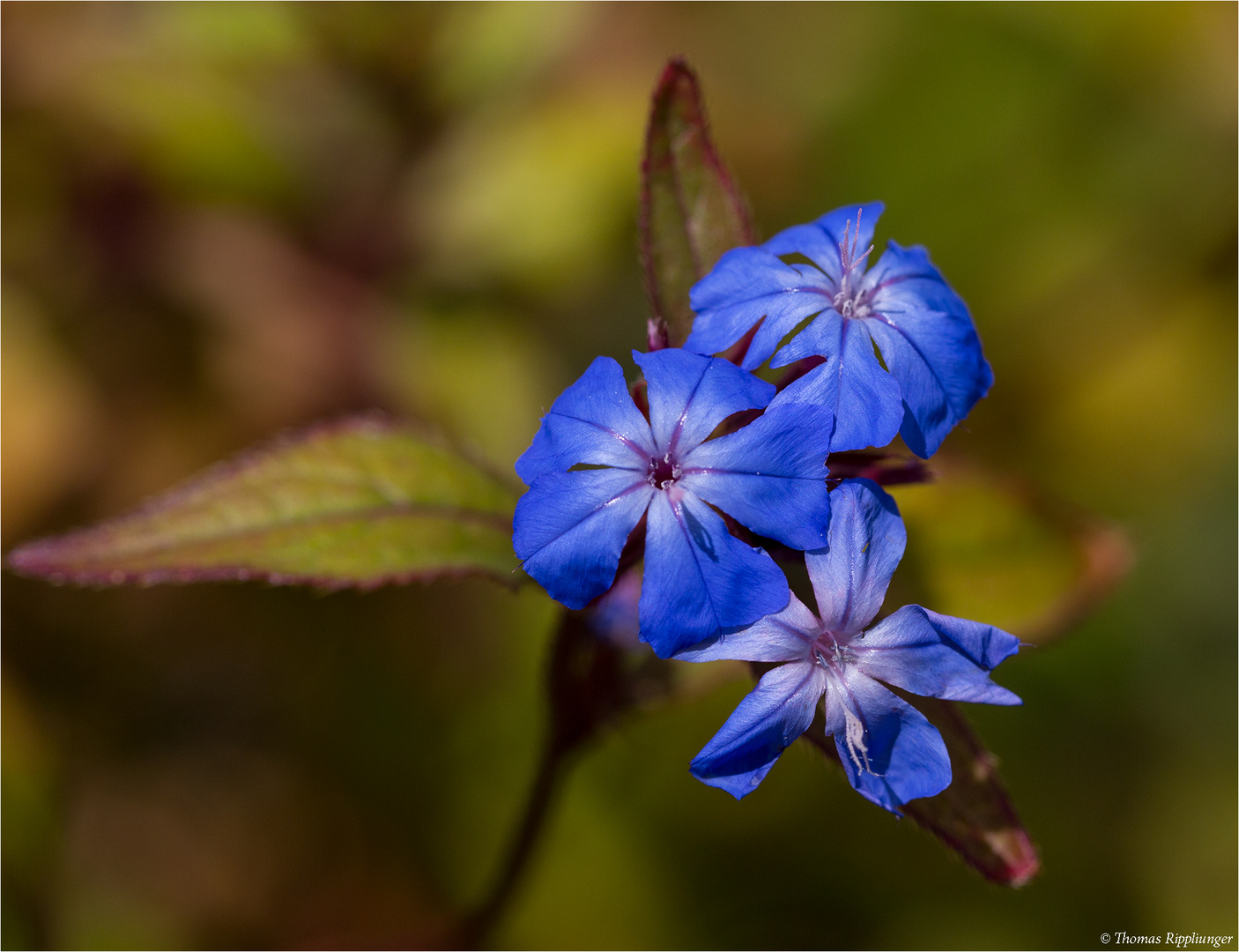 Chinesische bleiwurz ceratostigma willmottianum