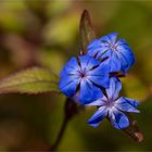 Chinesische bleiwurz ceratostigma willmottianum