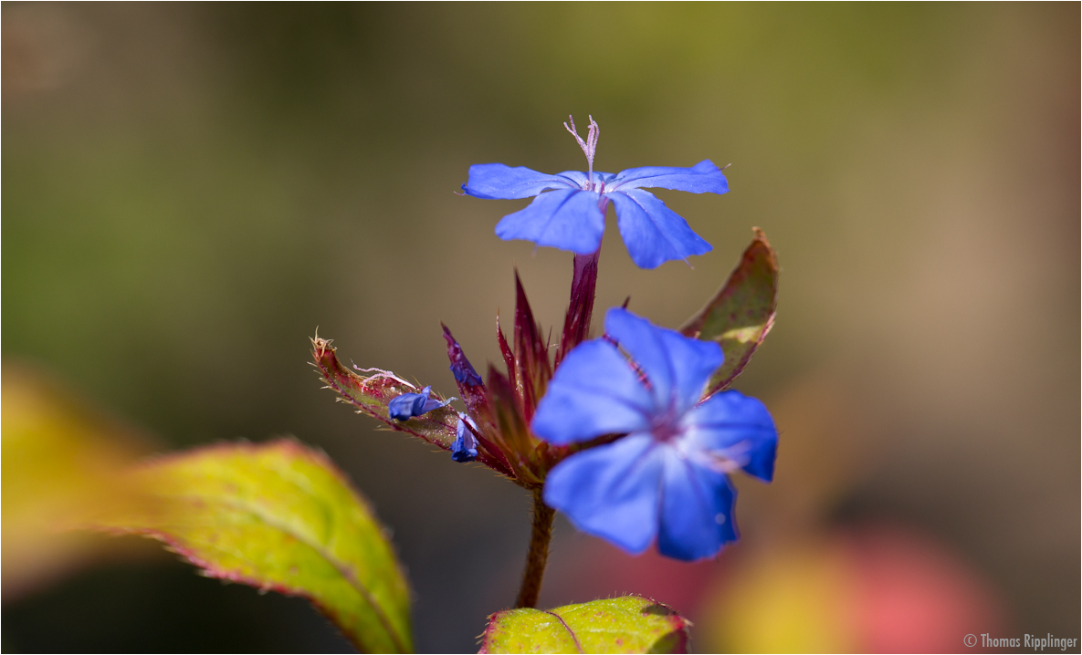 Chinesische Bleiwurz (Ceratostigma willmottianum)...