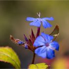 Chinesische Bleiwurz (Ceratostigma willmottianum)...