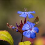 Chinesische Bleiwurz (Ceratostigma willmottianum)...