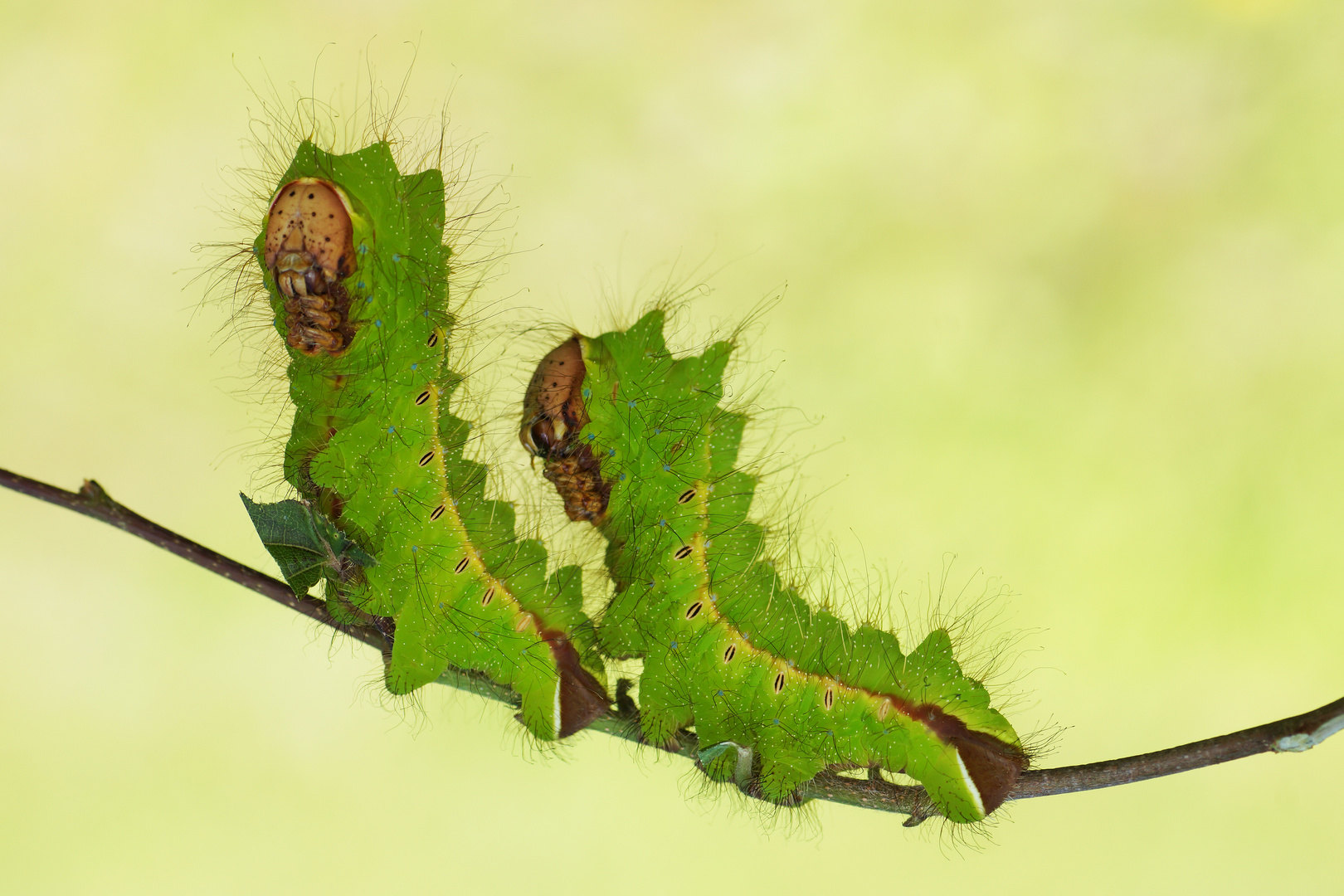 Chinesische Eichenseidenspinner (Antheraea pernyi) 