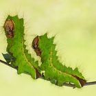 Chinesische Eichenseidenspinner (Antheraea pernyi) 