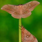 Chinesische Eichenseidenspinner Pärchen 