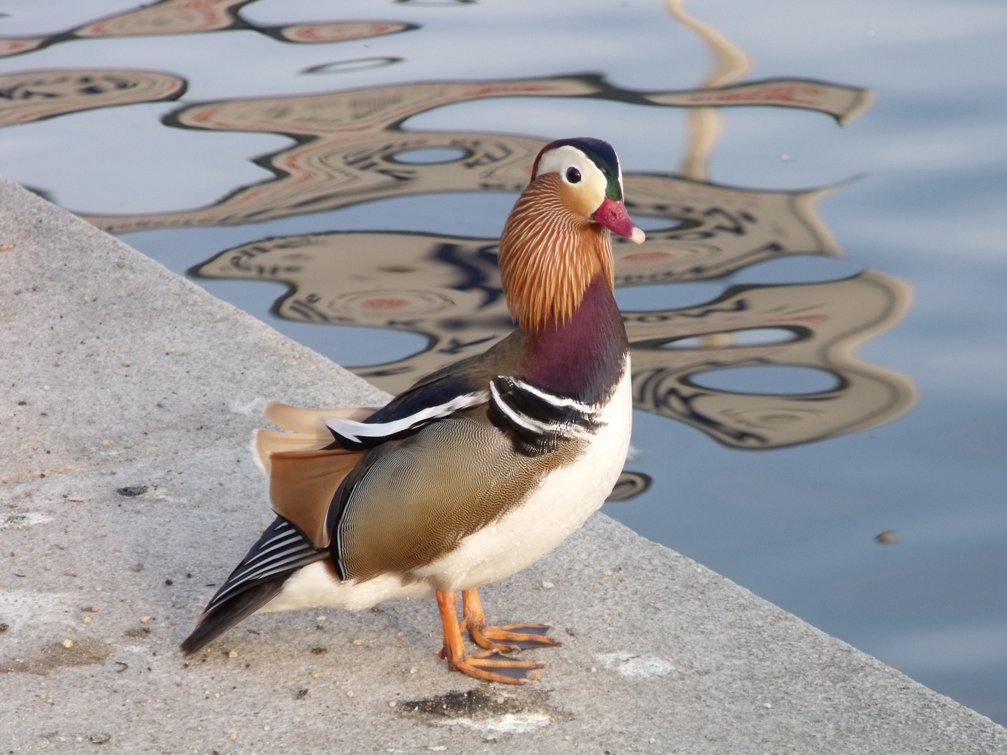 Chinesische Ente Foto &amp; Bild | tiere, natur Bilder auf fotocommunity