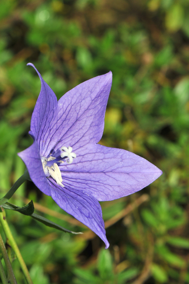 Chinesische Glockenblume