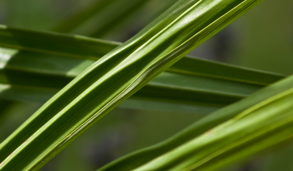 Chinesische Hanfpalme