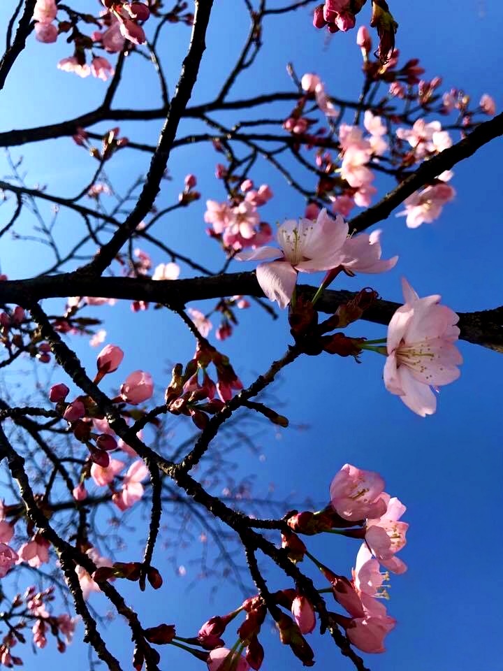 Chinesische Kirschblüten 