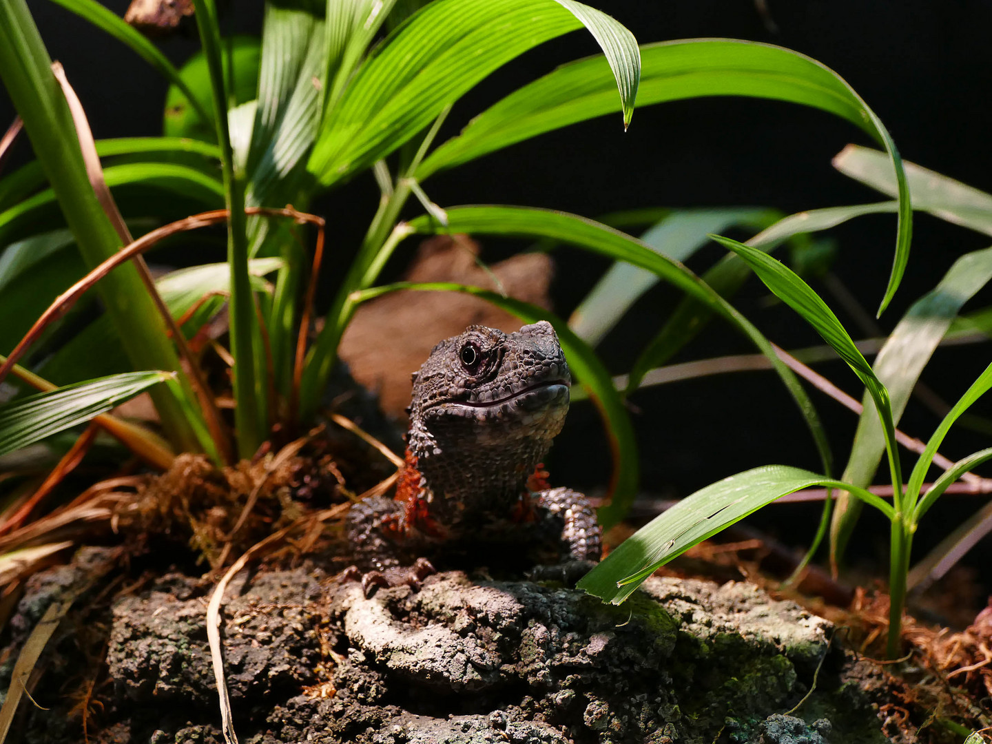 Chinesische Krokodilschwanzechse im Tiergarten Schönbrunn