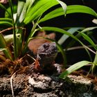 Chinesische Krokodilschwanzechse im Tiergarten Schönbrunn