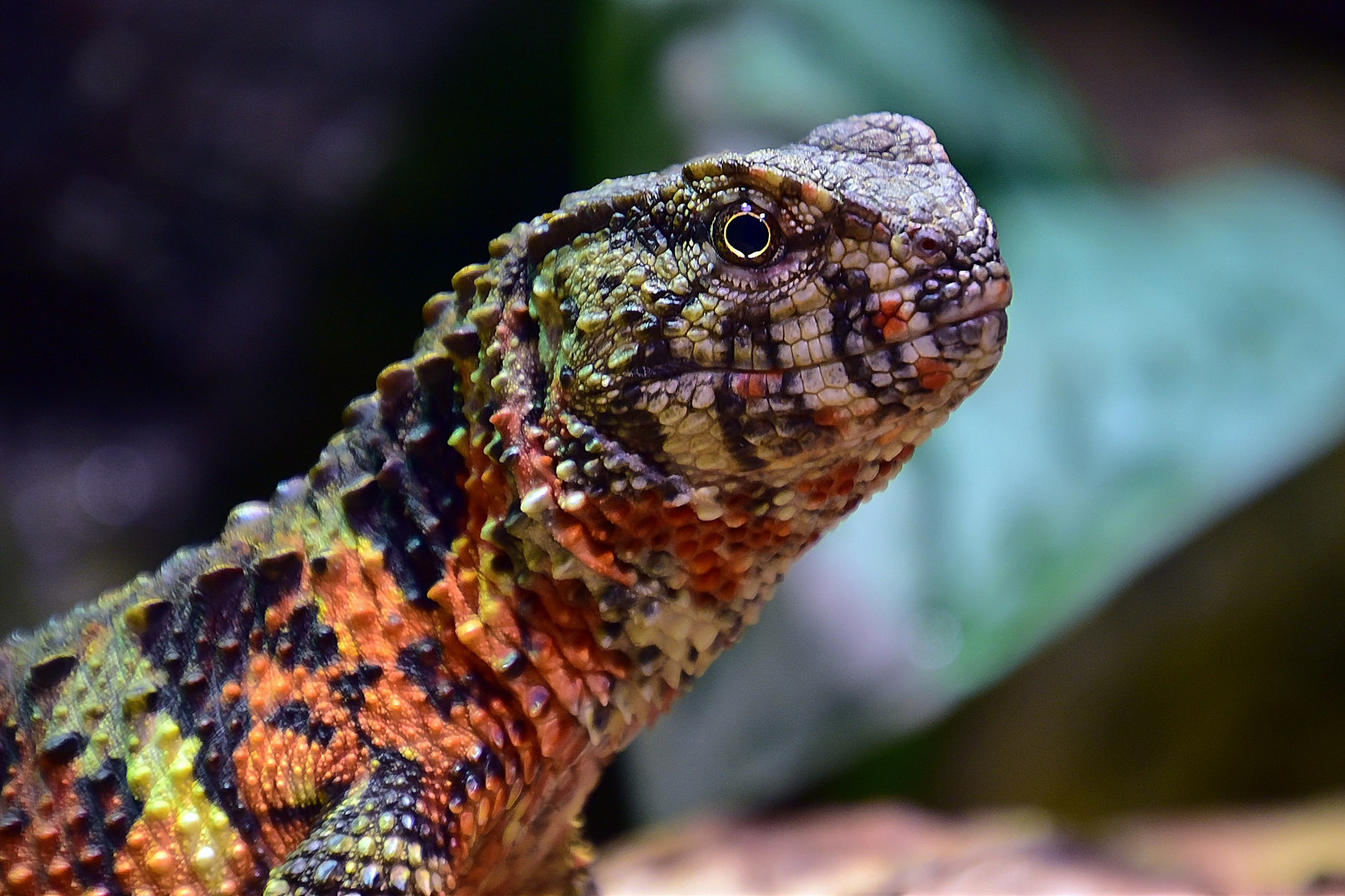 Chinesische Krokodilschwanzechse (Shinisaurus crocodilurus)