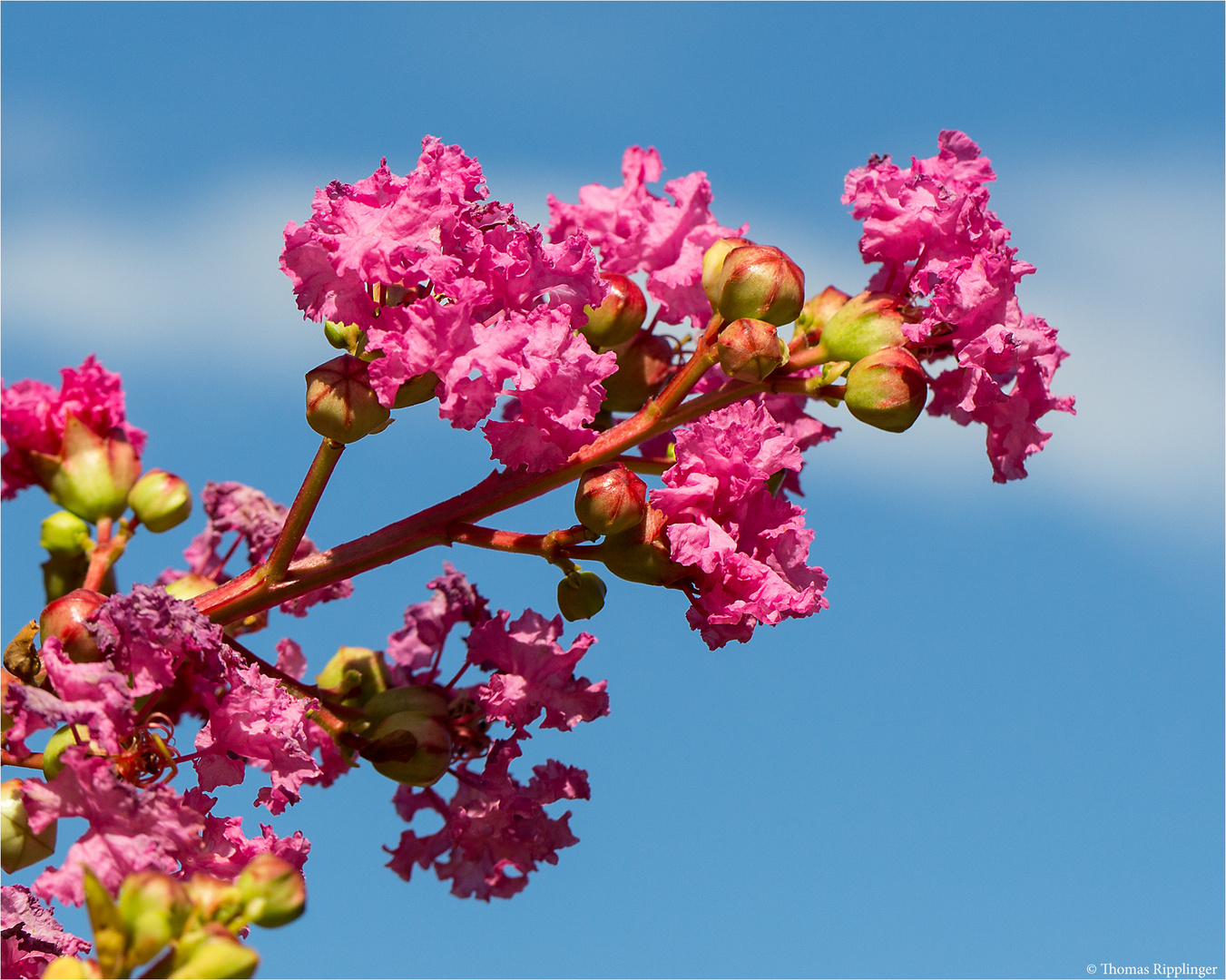 Chinesische Lagerströmie (Lagerstroemia indica)..