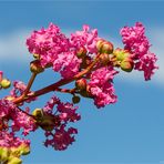 Chinesische Lagerströmie (Lagerstroemia indica)..