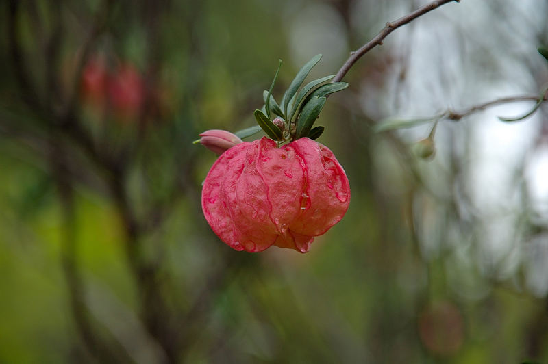 chinesische Laterne (Nyamania Capensis)