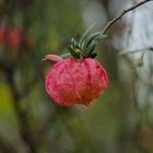 chinesische Laterne (Nyamania Capensis)