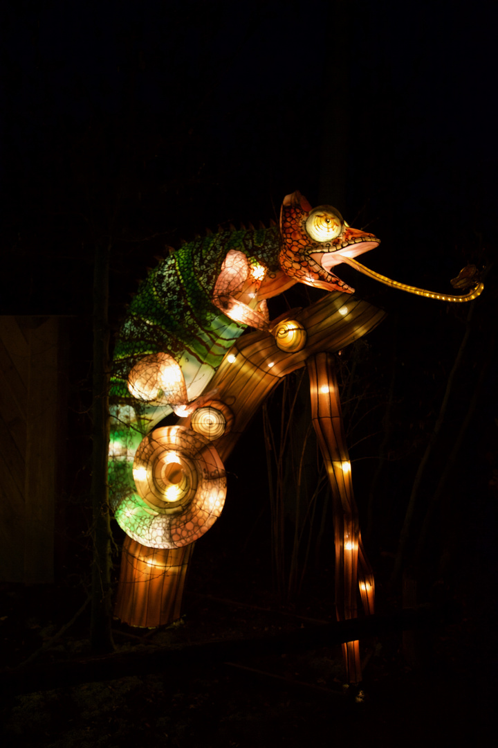 Chinesische Lichter (Camelion)