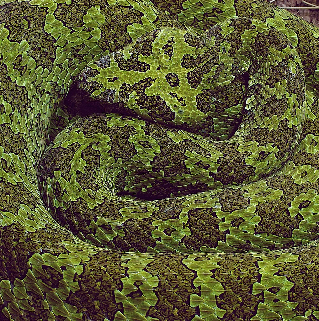 Chinesische Mang-Viper (Protobothrops mangshanensis) 