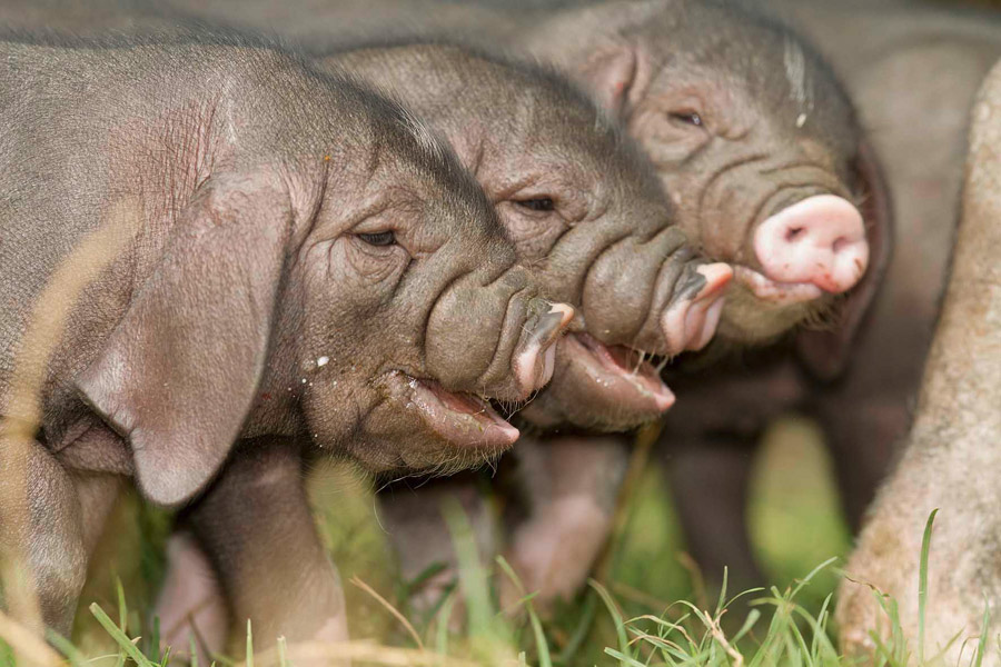 Chinesische Maskenschweine die neunen Postkartenstars