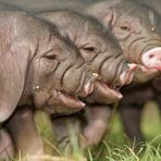 Chinesische Maskenschweine die neunen Postkartenstars