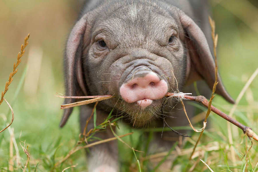 Chinesische Maskenschweine die neunen Postkartenstars III