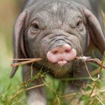 Chinesische Maskenschweine die neunen Postkartenstars III