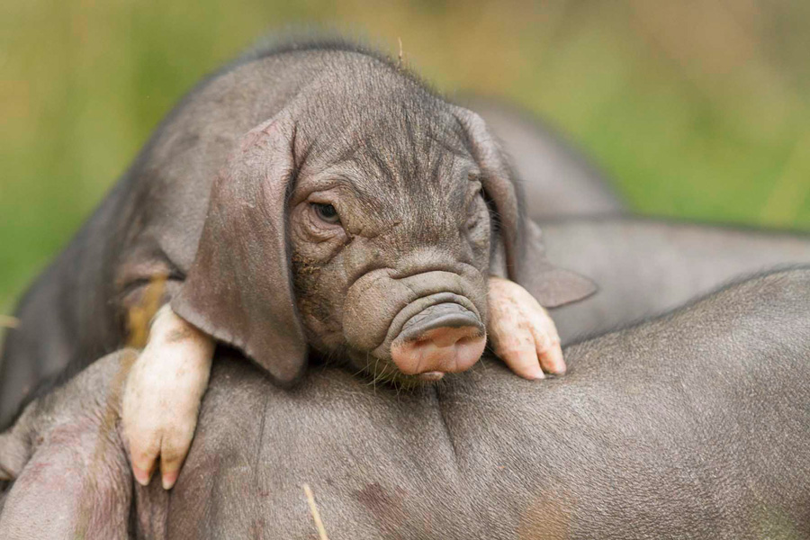 Chinesische Maskenschweine die neunen Postkartenstars IV