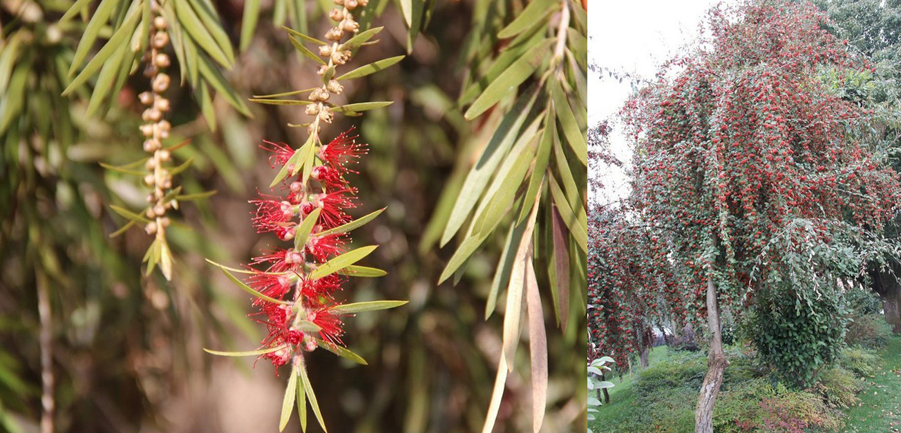 Chinesische Natur