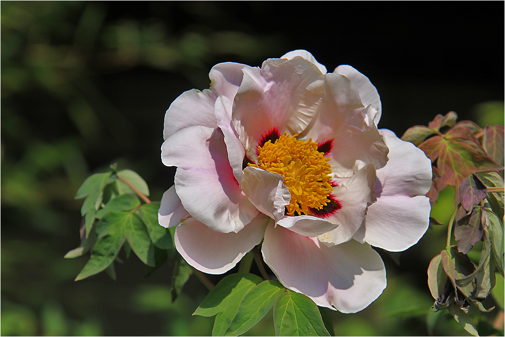 Chinesische Paeonienblüte