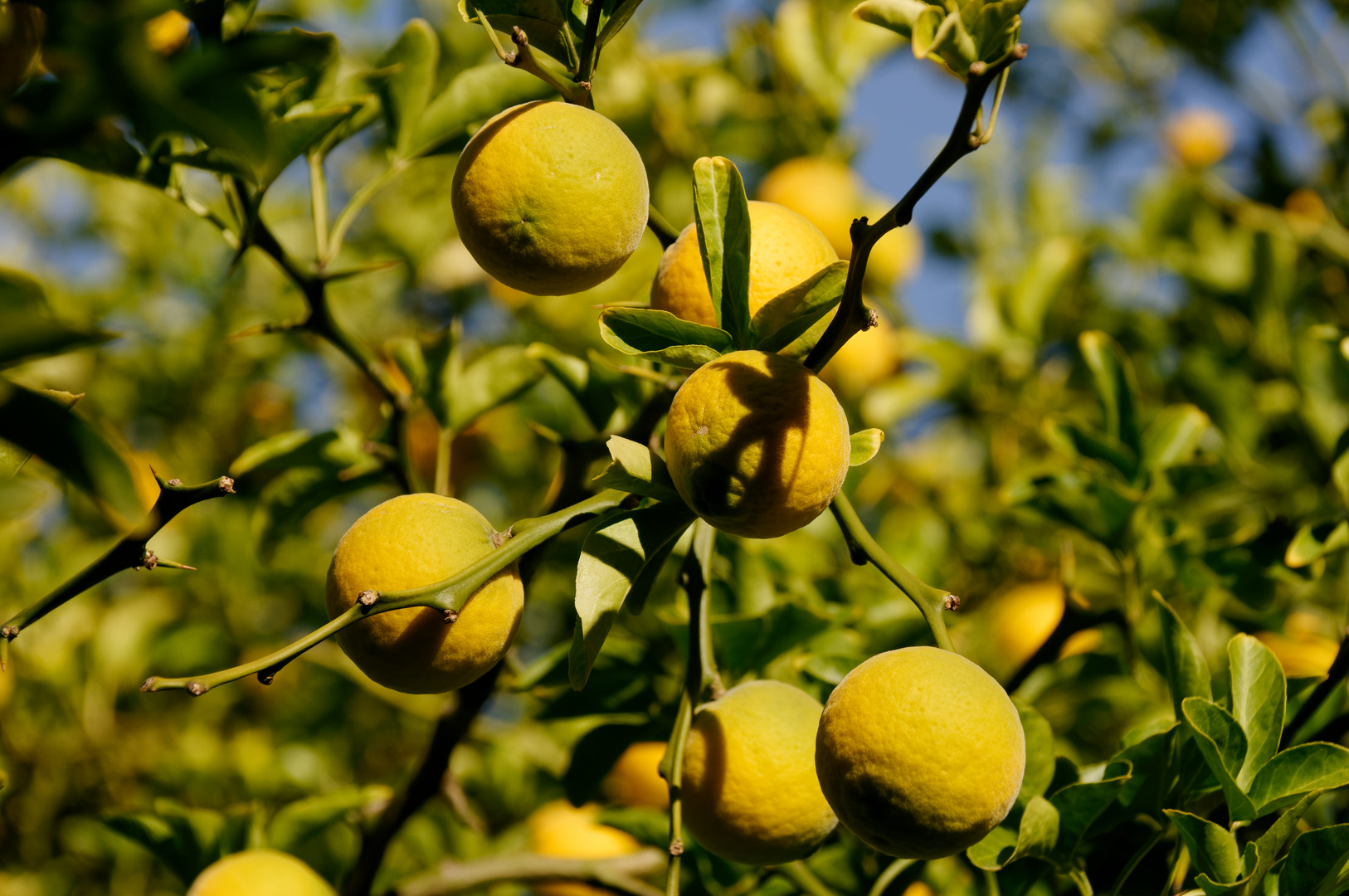 Chinesische Quitte Früchte (Chaenomeles speciosa)